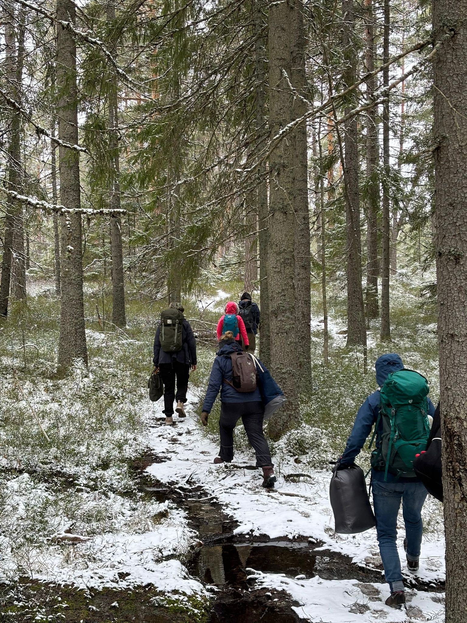 Backpackers following a snowy trail through a spruce forest